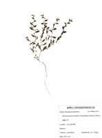 藏品(細虆子草)的圖片